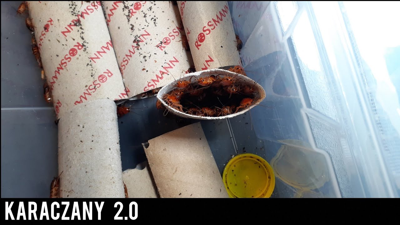 Hodowla karaczanów 2.0-Karaczany tureckie😎