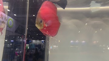 Cá Đĩa Hoa Hồng cực đẹp tại CIPS 2019