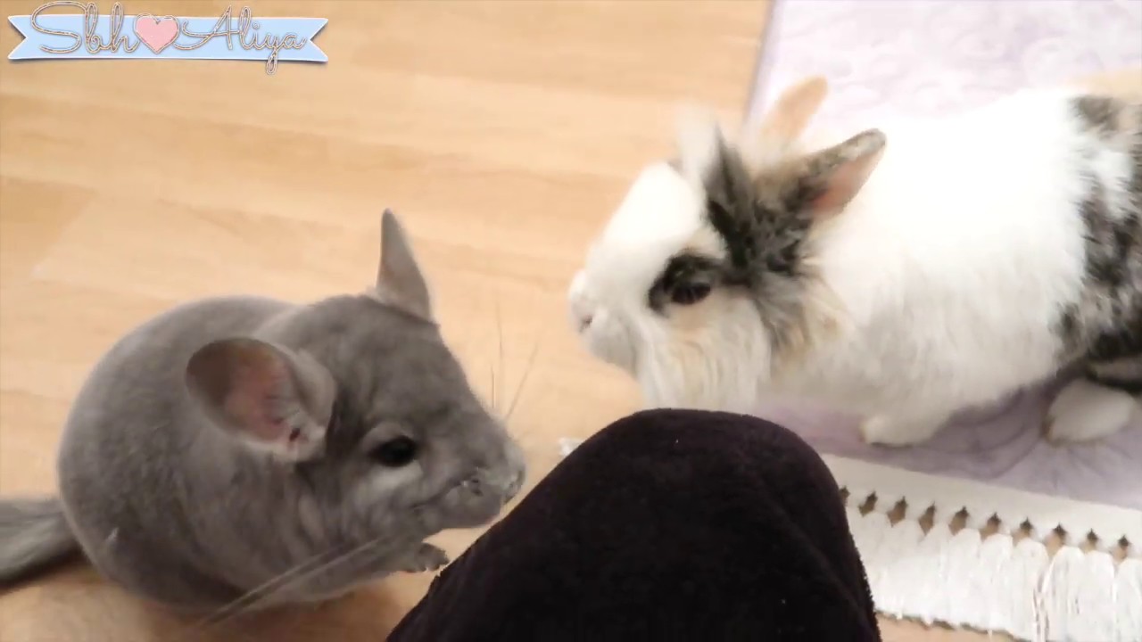 BUNNY & CHINCHILLA MOMENT 2019 / PART 2 YouTube