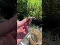 マーシーの獲ったり狩ったりさんとガサガサ