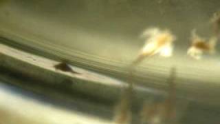 swimmin' sea-monkeys