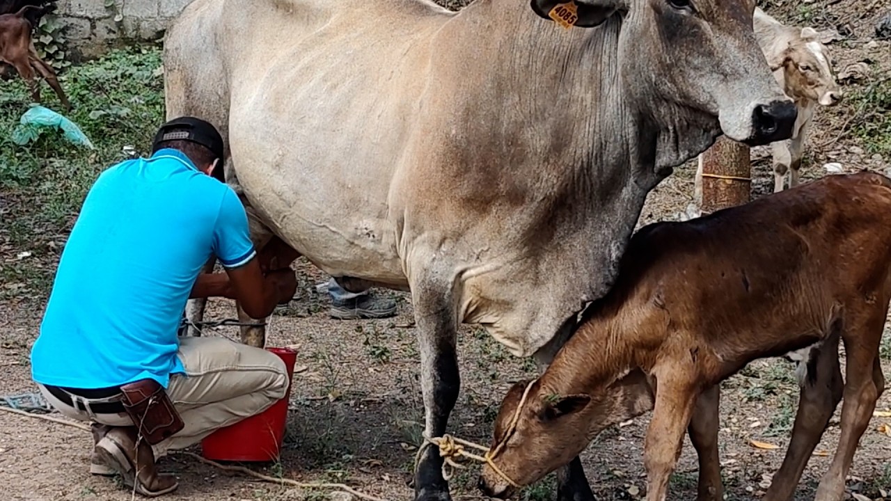 La vaca mas lechera produjo 30 litros de leche en Wiwilí