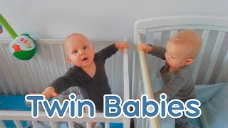 Funny Twin Babies Video #7 Awesome Twin Babies Playing Together 👶👶 Cute Twins Funny Moments 😄 Beagle
