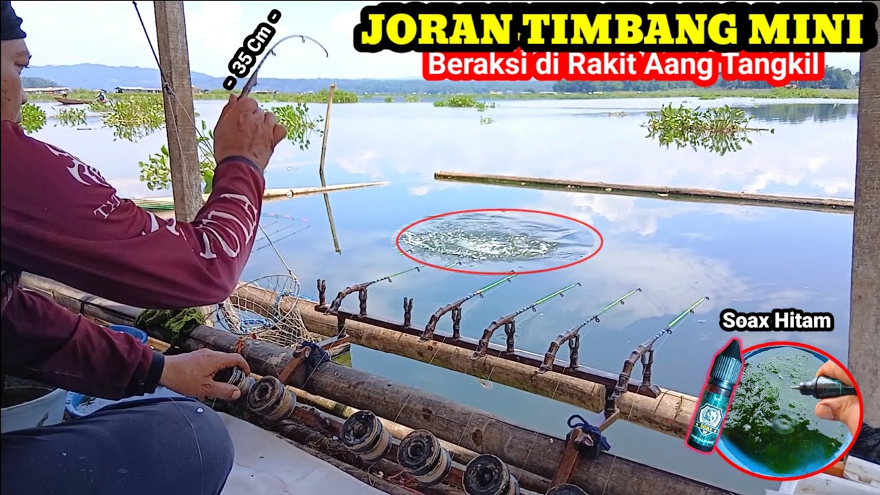Air turun bikin ikan susah makan, simak cara mengatasinya! || TES ESSEN SOAX DI RAKIT AANG TANGKIL