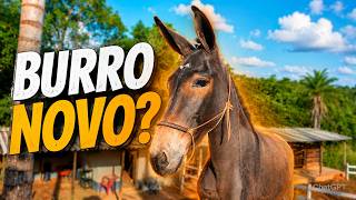 FIZ UMA TOSA NO BURRO E ME SURPREENDI COM O RESULTADO 