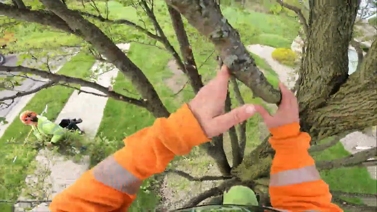 Pear Thinning - ISA Certified Arborist -