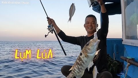 Câu Cá Biển - Lụm Lúa , Lụm Lúa Một Ngày Biển Đãi