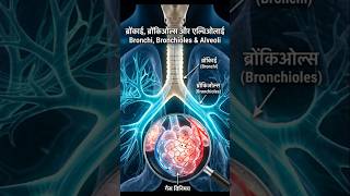bronchi. bronchioles and alveoli structure #bronchi#bronchioles#alveoli#shorts