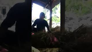 Kebacut Lanangg Panen Pari Pertanian Budidaya Padi Sobo Alas