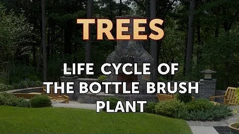 Is bottlebrush an evergreen?