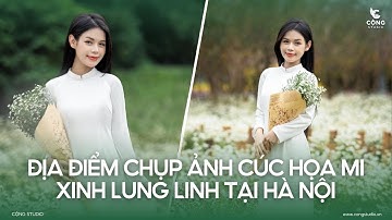 Review Địa Điểm Chụp Ảnh Cúc Họa Mi: Thảo Nguyên Hoa Long Biên - Hà Nội