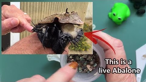 # 146 What the heck is ABALONE SHELL? #just4youonlineuk