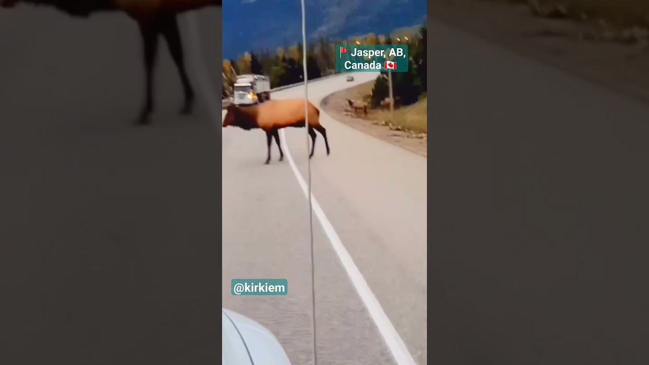 Watch this Elk attack a car! 