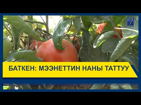 Video: Ашкабактын таттуу наны