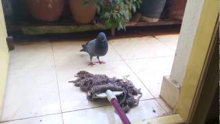 Angry Pigeon