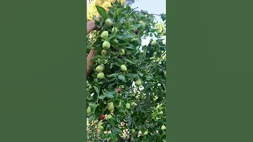 Harvesting Jujube Fruits From My Backyard Tree Shorts 