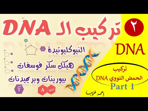تركيب DNA (الجزء الأول) / البيولوجيا الجزيئية / الصف الثالث الثانوي 2020