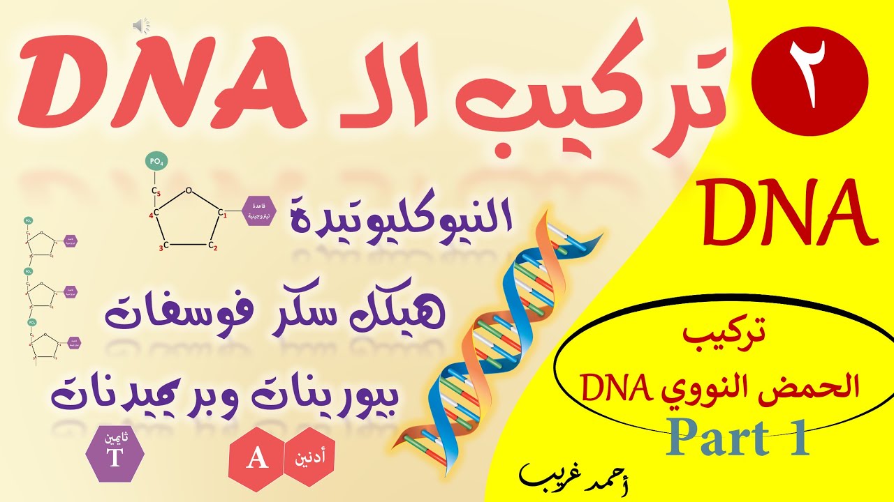 تركيب DNA (الجزء الأول) / البيولوجيا الجزيئية / الصف الثالث الثانوي 2020