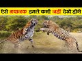 Jaguar के ऐसे खौफनाक हमले कभी नहीं देखे होंगे | Dangerous Jaguar Fights