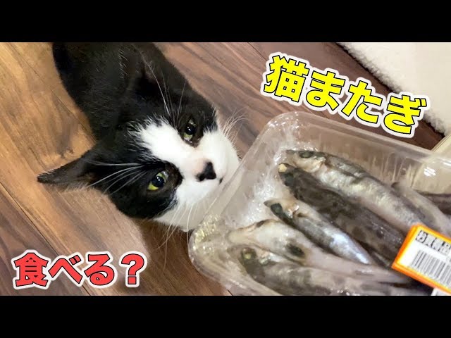 【猫またぎ】メヒカリとヒラメを猫にあげたら反応は？《10月のウマウマデー》