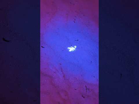 2026 gonna be GOOD! overnight camping @sandsherpa ⭐️⭐️⭐️⭐️⭐️ #scorpion #dubai #experienceabudhabi