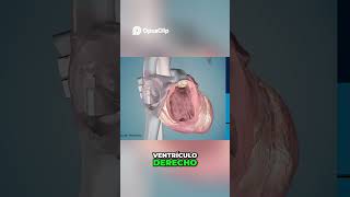 ¡Así son los innovadores MARCAPASOS DIMINUTOS Micra! #science #tech #heart #curiosidades