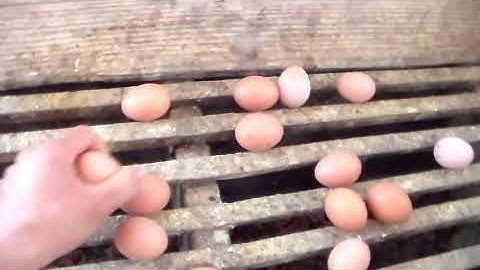 Kwvtij hmoob kev tu qaib nteg qe nyob tebchaws mekas