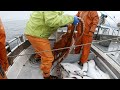 Long Awaited Halibut Haul - Longlining in the Gulf of Alaska