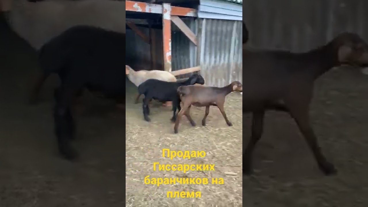 Продаём Гиссарских баранчиков на племя