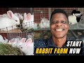 Start a Rabbit Farm Today, here is why?