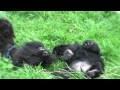 Scottish Terrier Puppies の動画、YouTube動画。