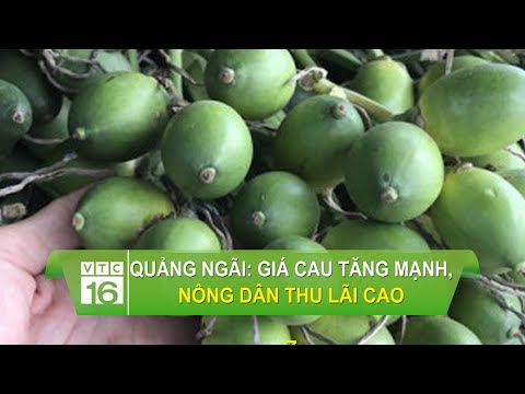 Thống Kê Đặc Biệt Quảng Ngãi - Quảng Ngãi: Giá cau tăng mạnh, nông dân thu lãi cao | VTC16