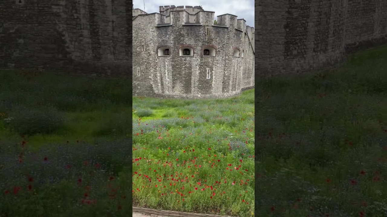 Superbloom Flowers | Tower of London