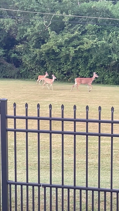 Deer 🦌 in my yard #animal #deer