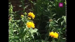 أنواع النباتات الصيفية - م. أمل القيمري