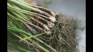 What are Mycorrhizae - TvAgro by Juan Gonzalo Angel