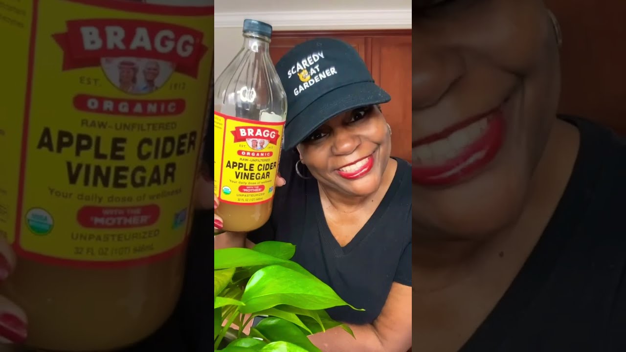 Easiest Way To Get Rid Of Gnats And Fruit Flies Shorts Shorts28