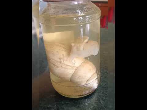 Specimens of Animalia