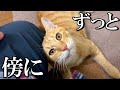 べったり離れない元野良猫!超甘えたストーカーになりました