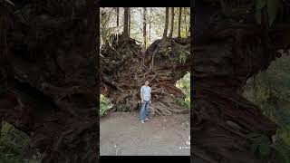 Top Best places in USA: Hoh Rain Forest (Olympic National Park).