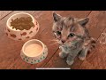 My Favorite Cat Little Kitten Adventure - Play Fun Cute Kitten Care Games For Kids Adventure 2021
