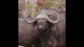 Do Bulls Really Get Angry at the Color Red?"