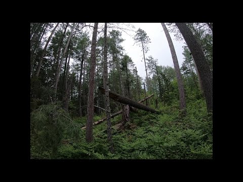 The most Scared I've ever been in the forest at night (my dog saw something I didn't)