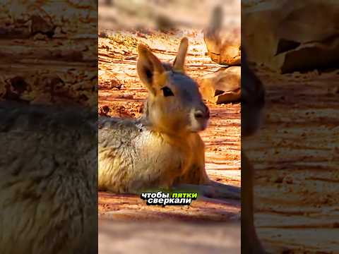 МАРА | забавное животное/интроверт 🐰🦌 #мара #природа #животные #дикиеживотные #pets