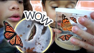 GROWING REAL BUTTERFLIES Vlog! 🦋You Won&#39;t Believe What Happened! 😢