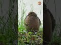 The perfect fluff ball: A gentle Mourning Dove waiting out the storm 🕊️☔️✨