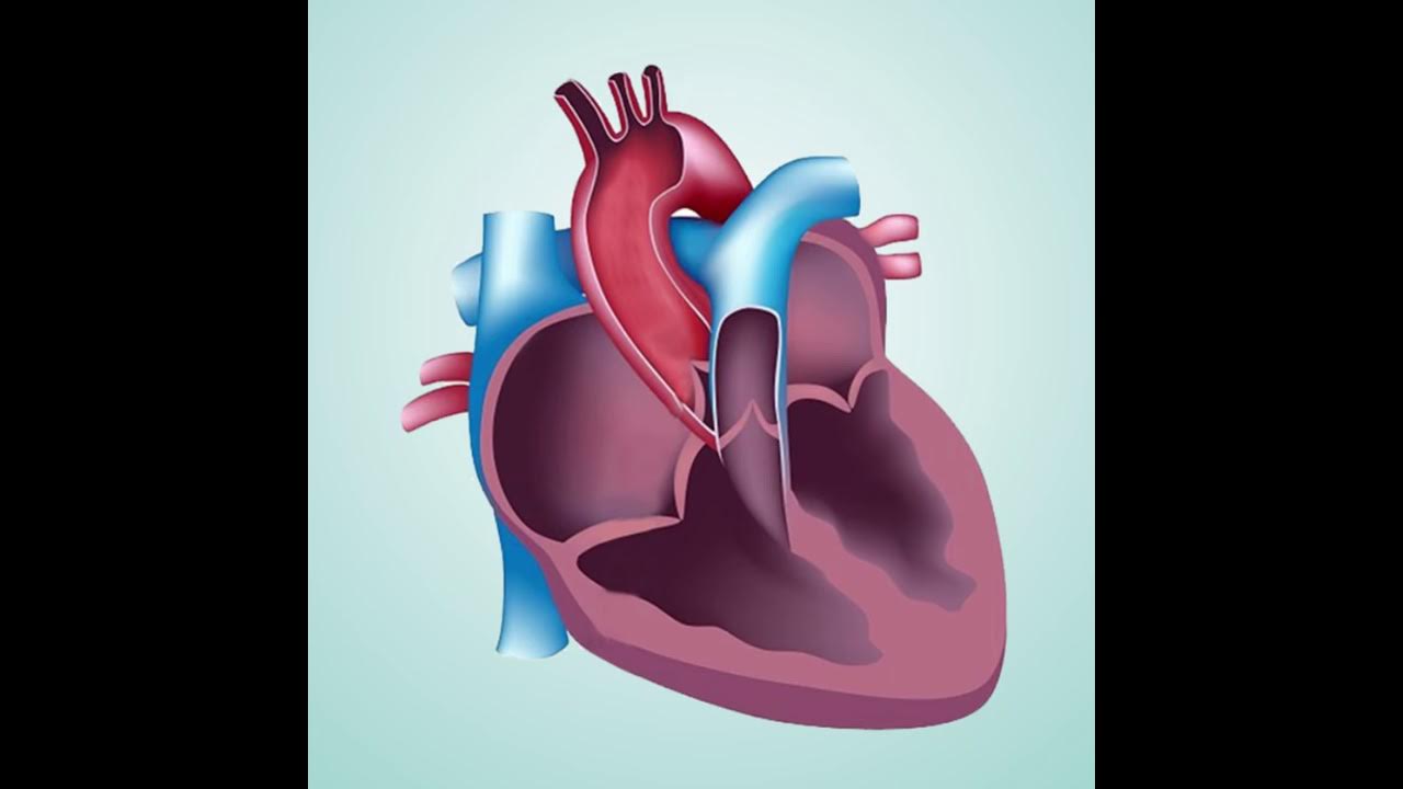 миокардит у собак