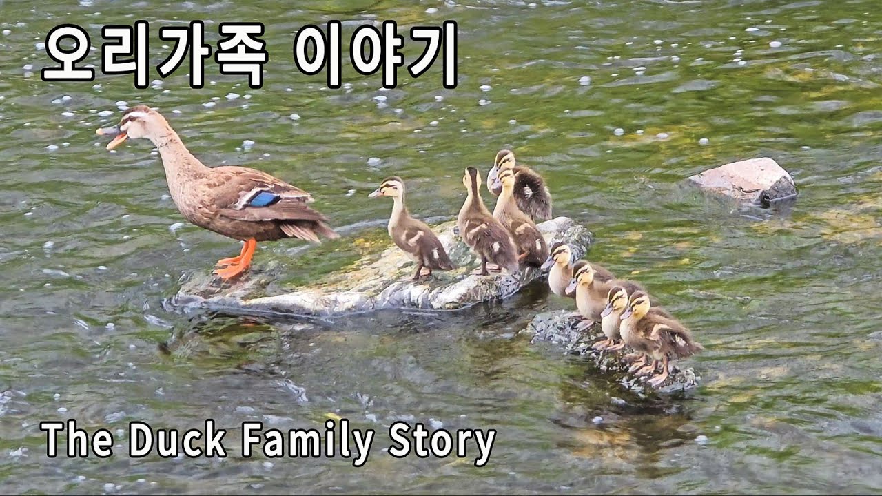 아기오리 성장 이야기 // 영역다툼 // 힐링영상 // 아름다운 음악 // The Duck Family Story // Healing