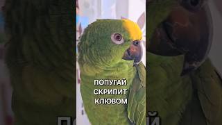 Попугай скрипит клювом. Часто вы слышите этот звук?) #parrot #попугай #амазон #pets #birds #птицы
