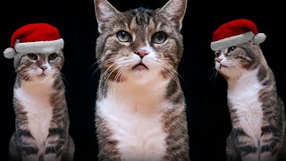 Grumpy Cats Christmas Song by ComicCat 1,069 views 4 months ago 3 minutes, 19 seconds